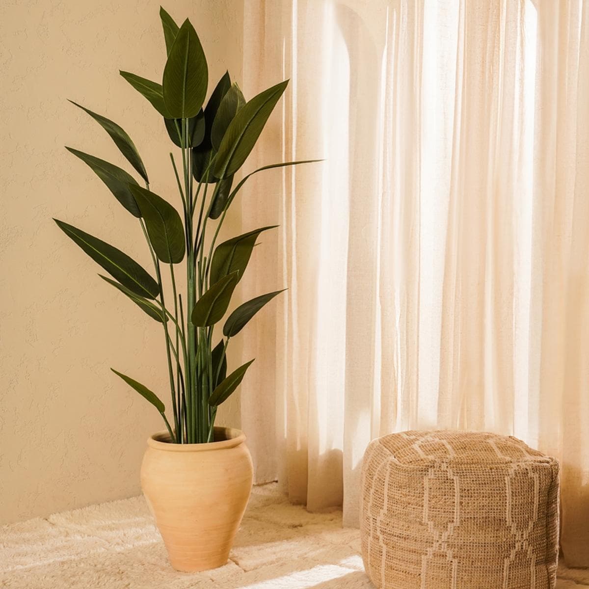 شجرة ستريليتزيا 180 سم