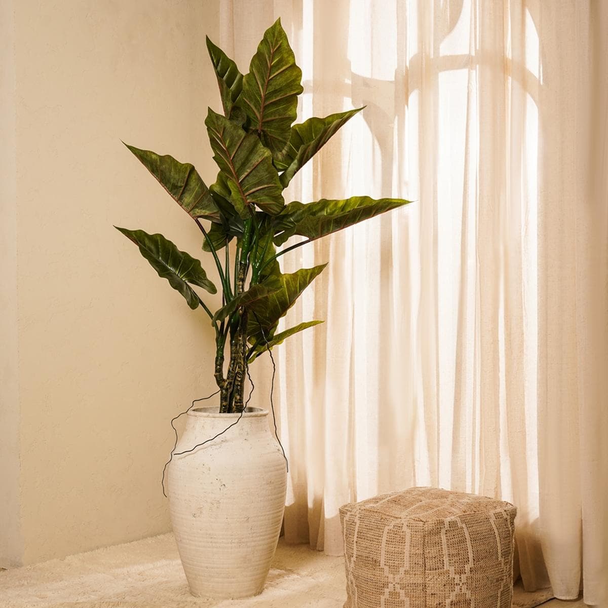 شجرة القلقاس 160 سم