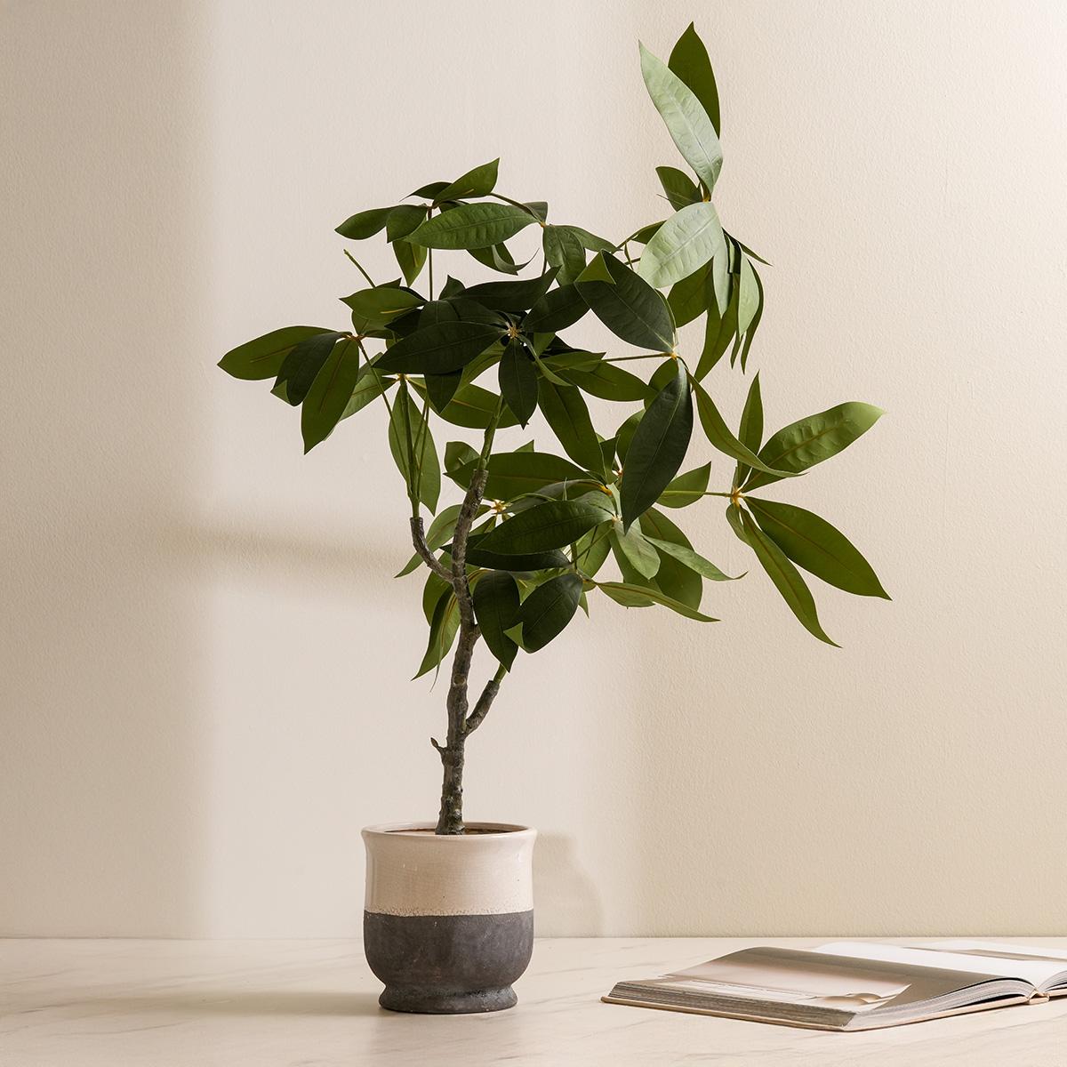 Money Potted Plant 77 cm